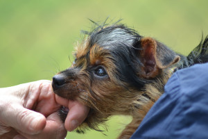 What If the Dog Belonged to a Neighbor or Friend