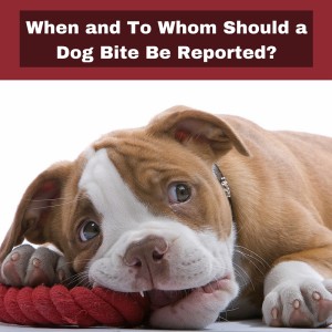 When and To Whom Should a Dog Bite Be Reported?